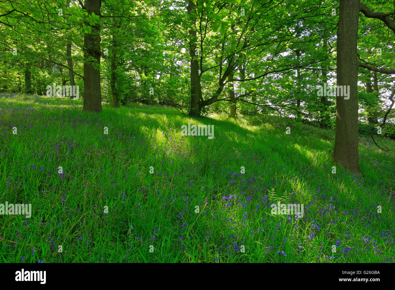 Las campánulas azules en el oeste de madera, Honley, cerca de Holmfirth, West Yorkshire, Inglaterra, Reino Unido. Foto de stock