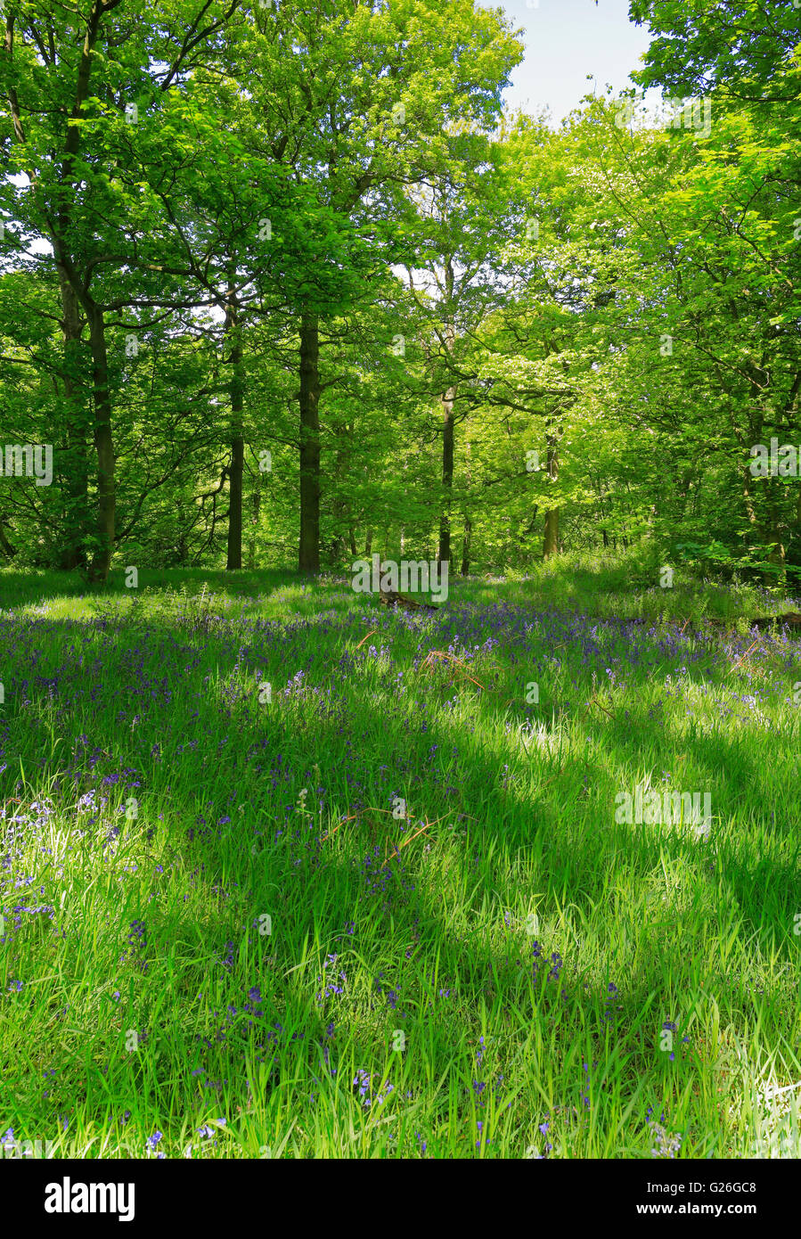 Las campánulas azules en el oeste de madera, Honley, cerca de Holmfirth, West Yorkshire, Inglaterra, Reino Unido. Foto de stock