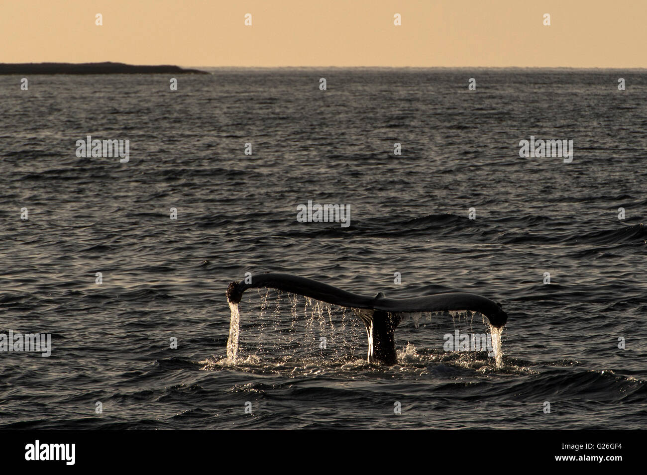 Ballena Jorobada fluke Laguna San Ignacio, Baja California, México Foto de stock