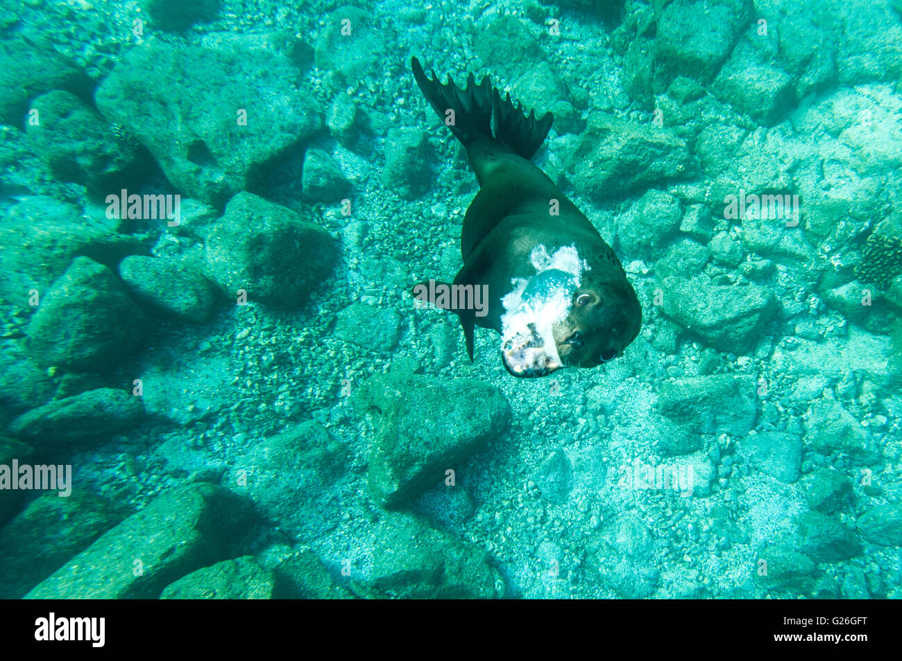 León marino de California muestra comportamiento juguetón Los islotes, Baja California, México Foto de stock