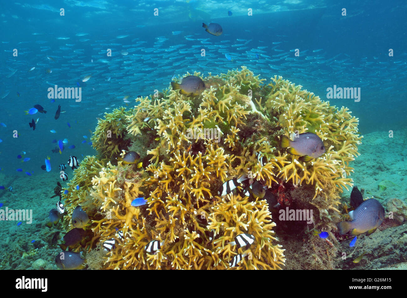 Rodeada por varios bloques de coral pescado Foto de stock