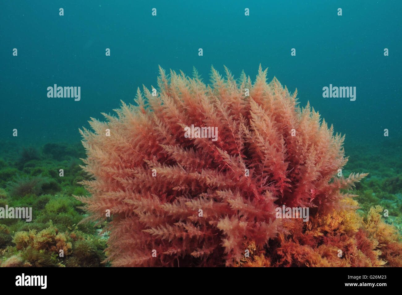 Bush de algas rojas se mueven en el agua turbia Foto de stock