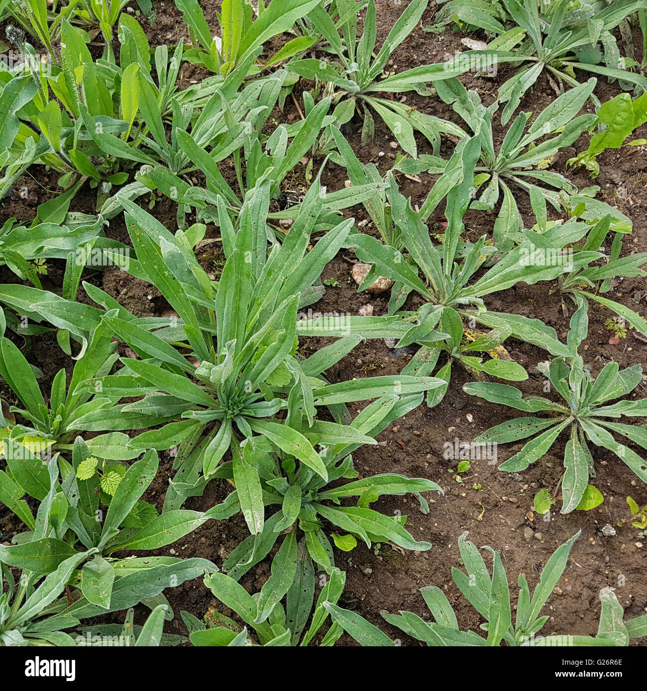 Habichtskraut, Hieracium; Jungpflanze Foto de stock