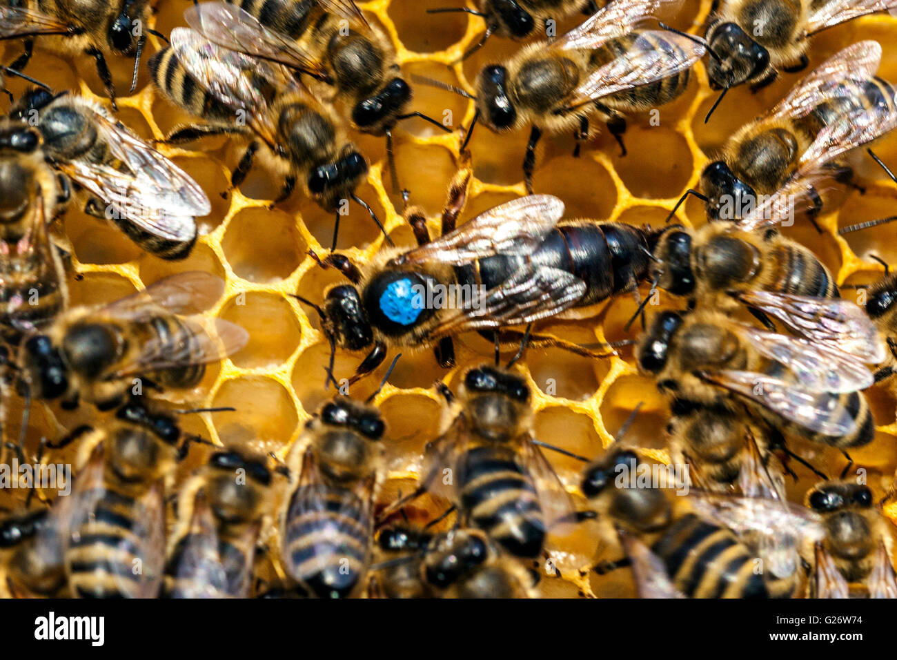 Miel abeja Reina, marcada y rodeada por las abejas obreras Apis mellifera Foto de stock