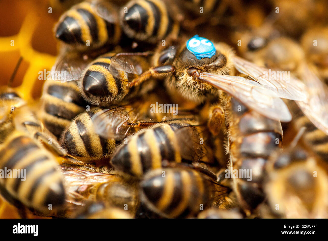 APIs mellifera Abeja reina, marcada y rodeada por abejas obreras colmena Foto de stock