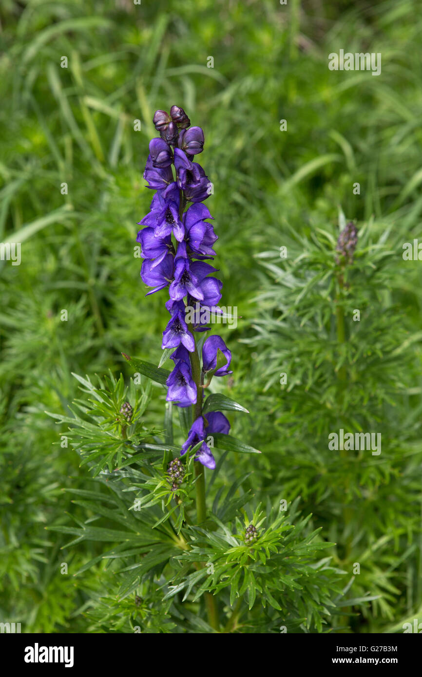 Una flor morada crece en el campo cerca de Matfen, Inglaterra. La planta crece junto a un seto Fotografía de stock - Alamy Una flor morada crece en el campo cerca de Matfen, Inglaterra. La planta crece junto a un seto Fotografía de stock - Alamy