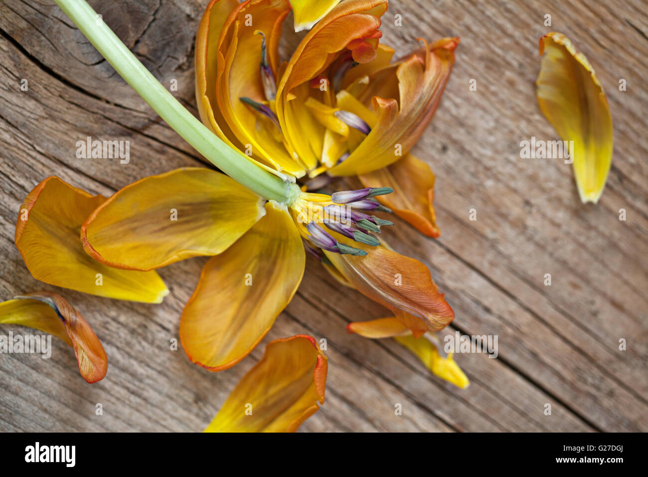 Tulipán amarillo flor marchita en placa de madera Fotografía de stock -  Alamy