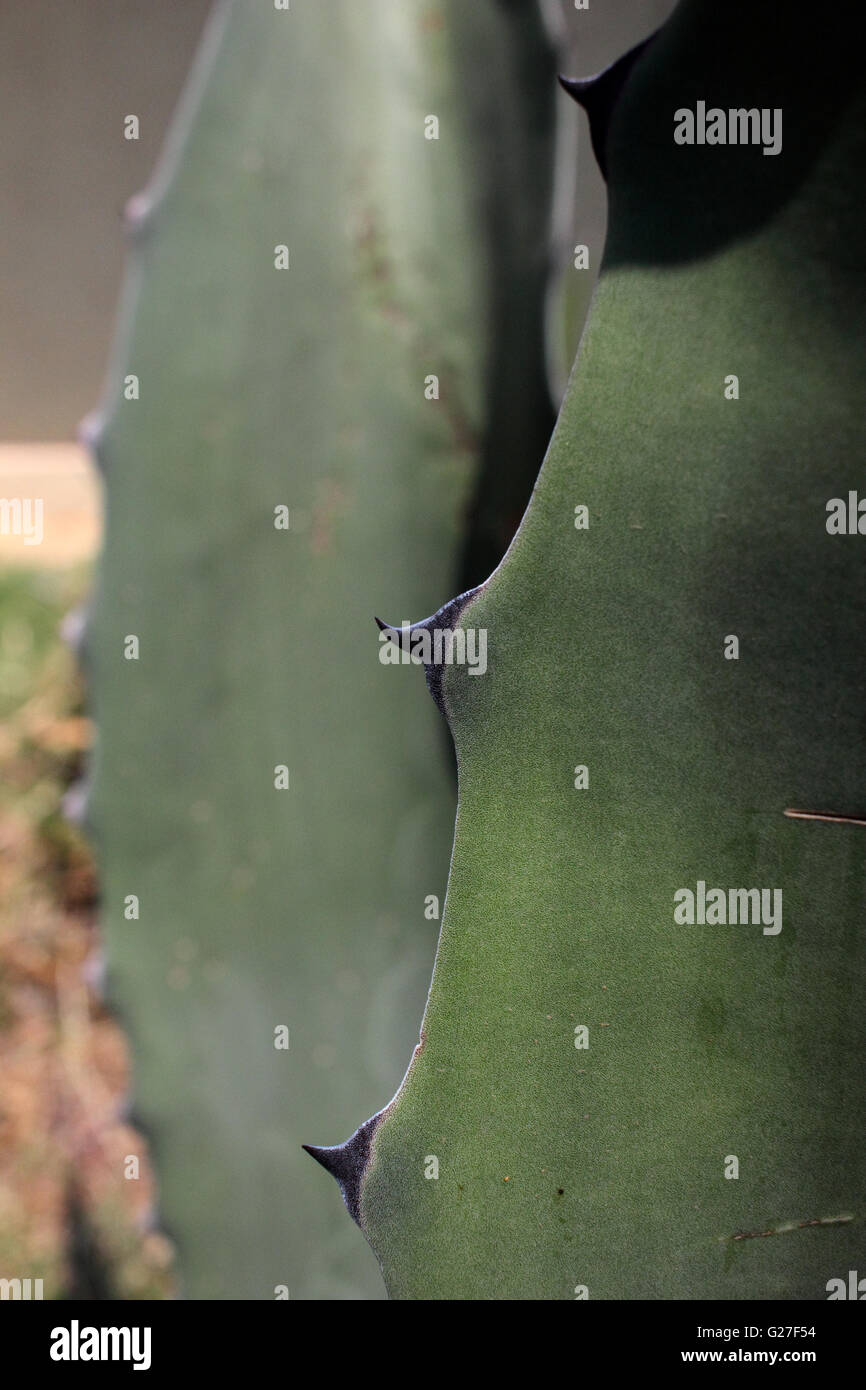 Hojas de maguey y espinas vista típica de México paisaje Fotografía de