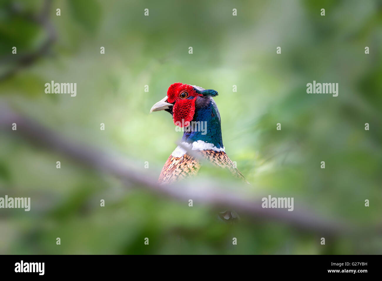 Faisán macho bird escondidos en la maleza Foto de stock