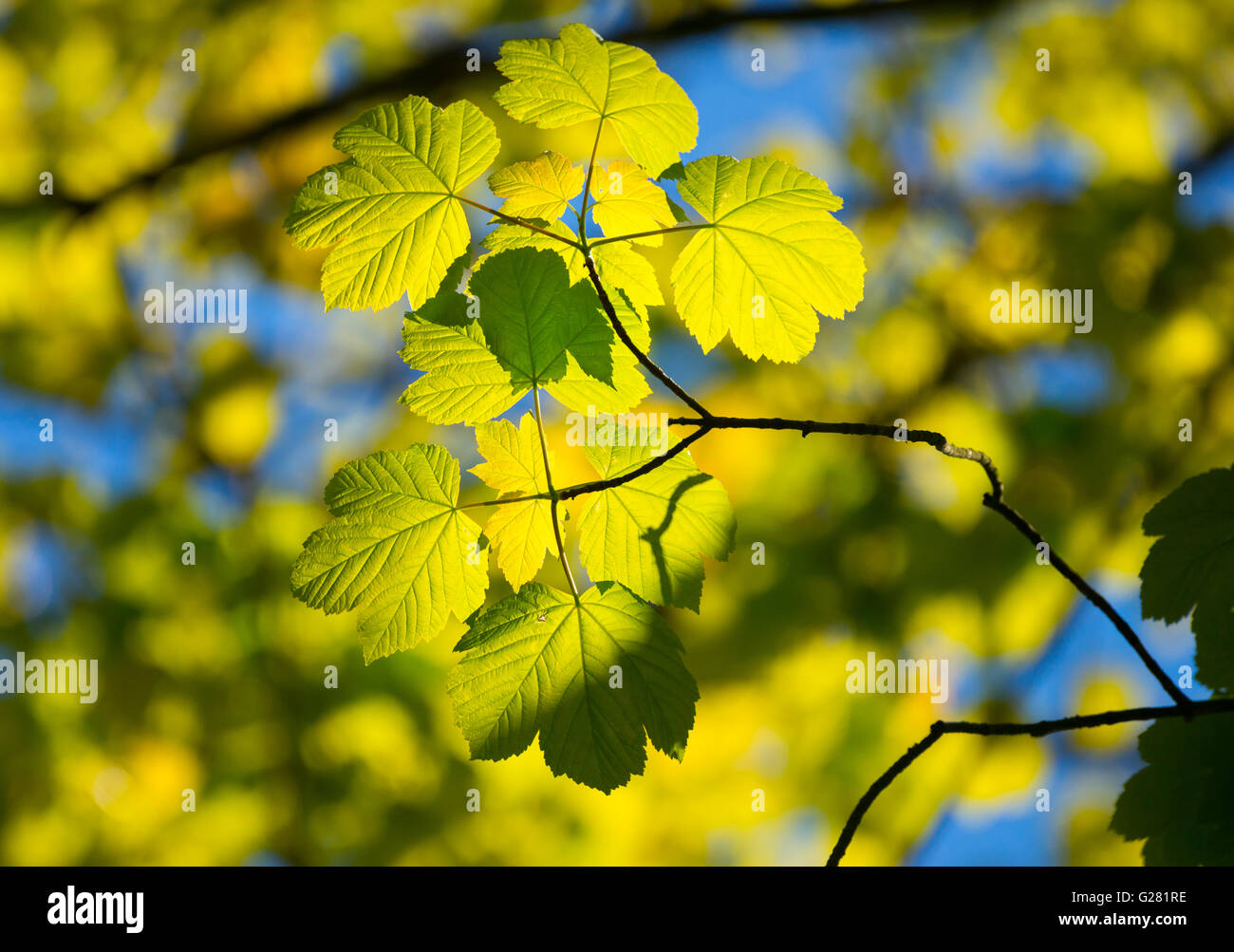 Las hojas de sicomoro resaltada en sol de primavera en el Wrekin, Shropshire, Inglaterra, Reino Unido. Foto de stock