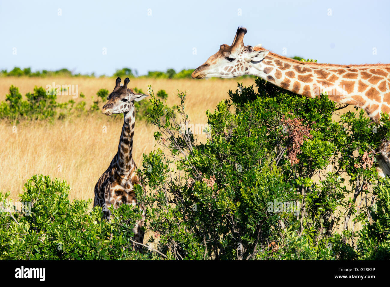 Madre y bebé Masai salvajes, jirafas, Giraffa camelopardalis, Reserva Nacional de Masai Mara, Kenia, África Oriental Foto de stock