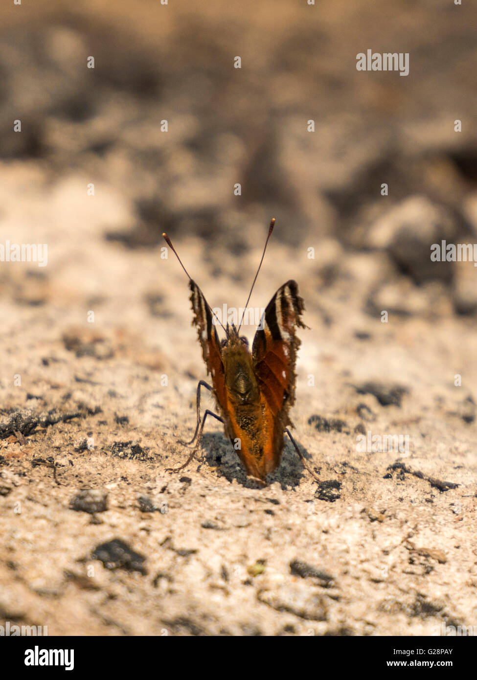 Hermosa mariposa pavo real (Aglais io) representada descansando sobre las cenizas de remanente provisionalmente una noche de fuego de campamento. Foto de stock