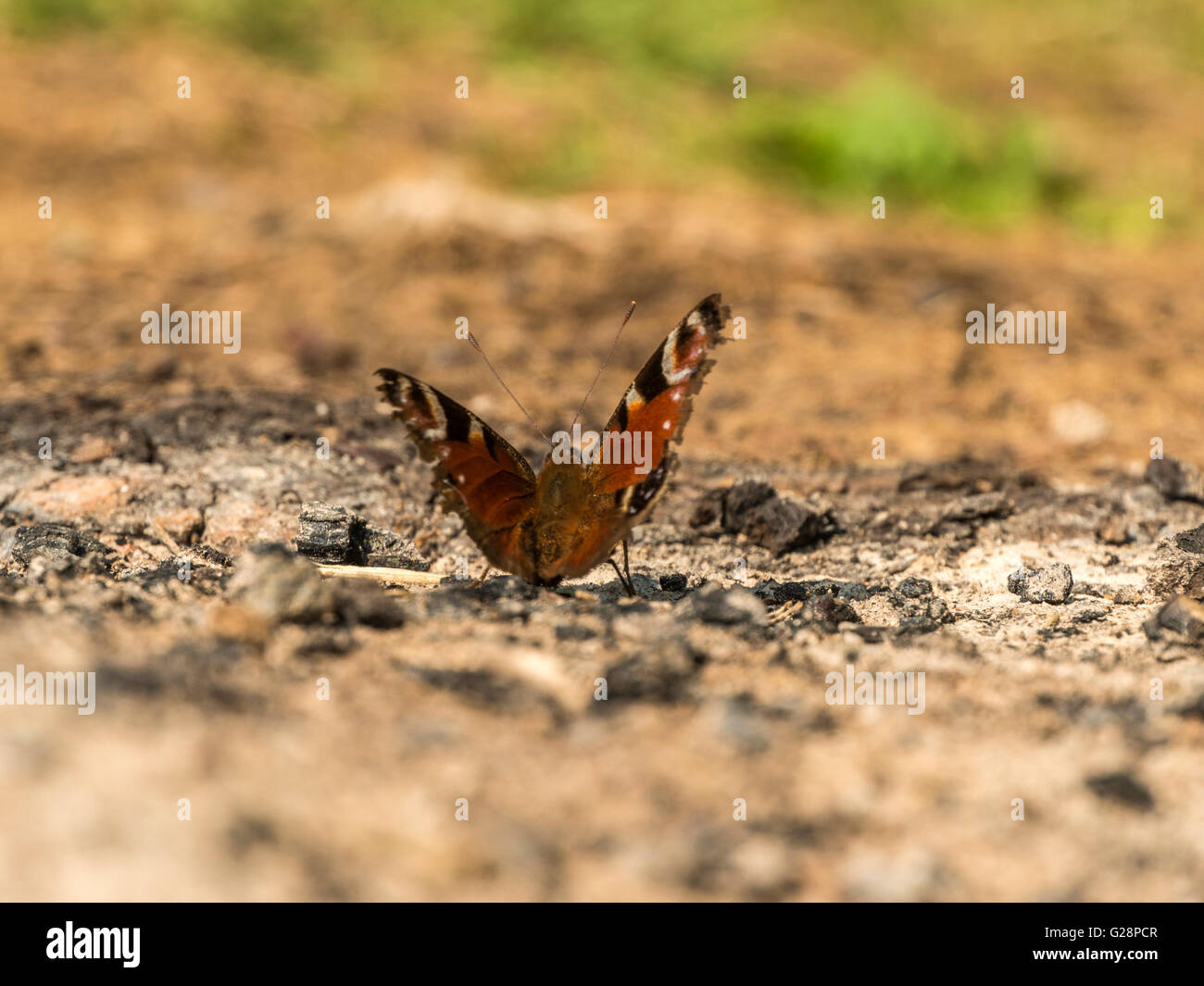 Hermosa mariposa pavo real (Aglais io) representada descansando sobre las cenizas de remanente provisionalmente una noche de fuego de campamento. Foto de stock