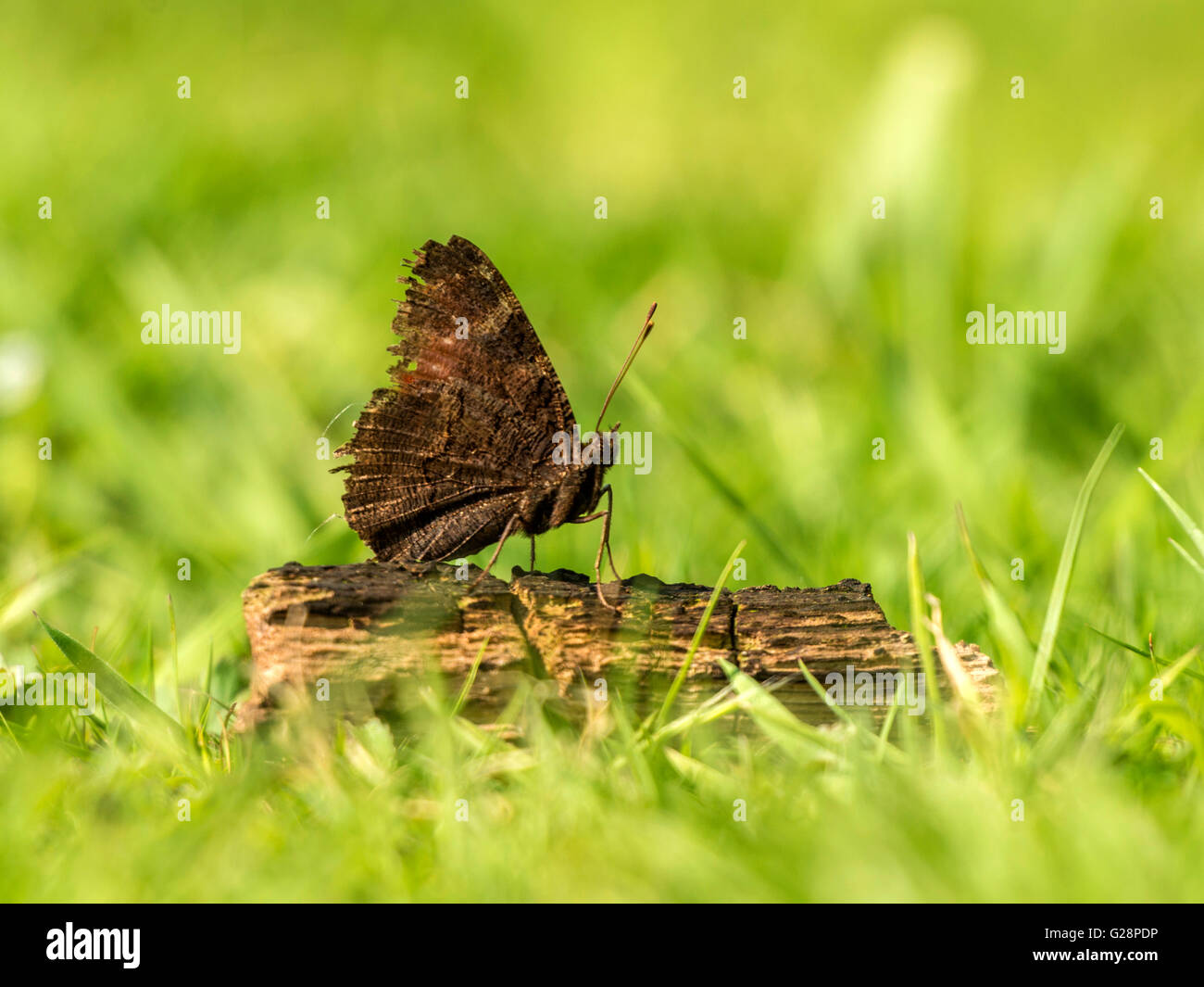 Hermosa mariposa pavo real (Aglais io) representada descansando sobre tentativamente carbonizado remanente de un fuego de campamento de la noche a la mañana. Foto de stock