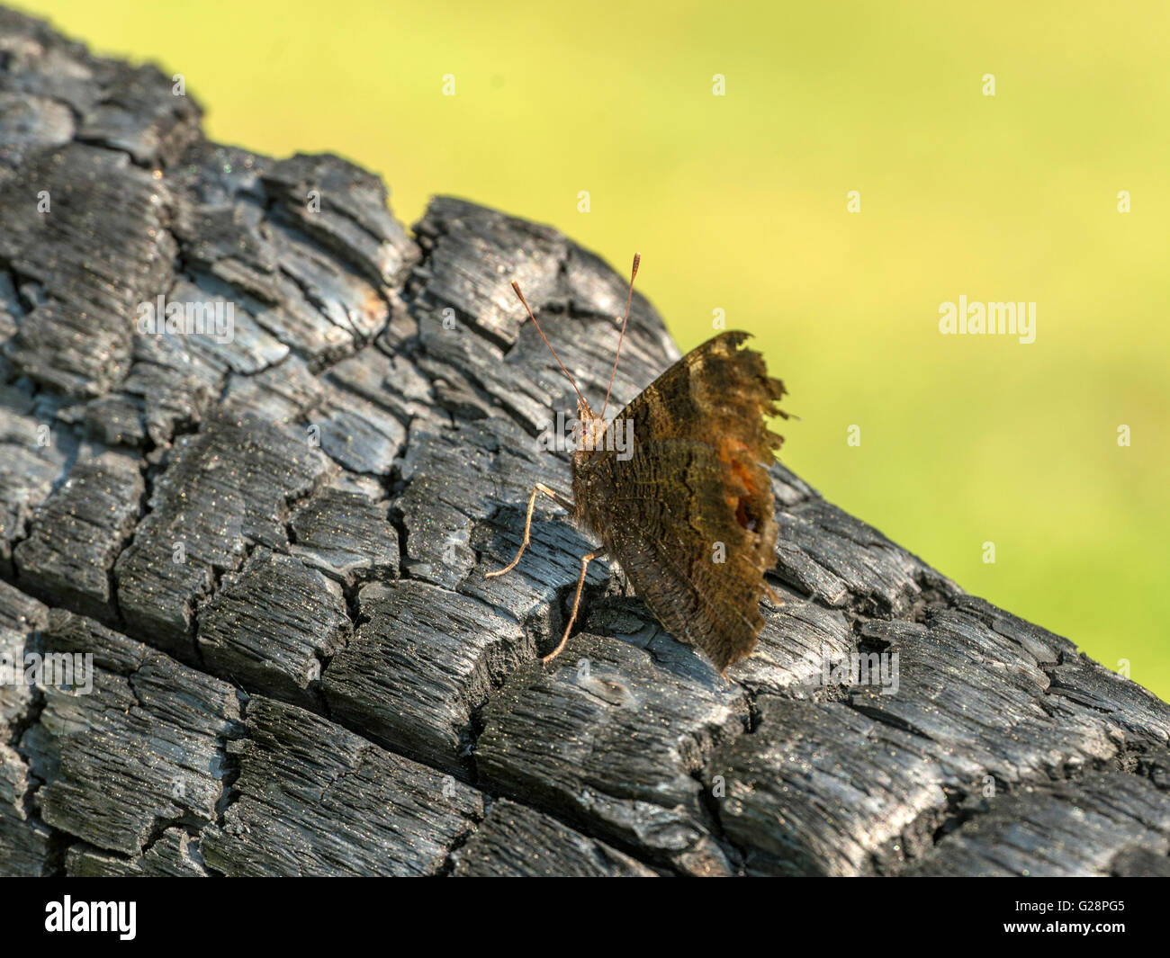 Hermosa mariposa pavo real (Aglais io) representada descansando sobre tentativamente carbonizado remanente de un fuego de campamento de la noche a la mañana. Foto de stock