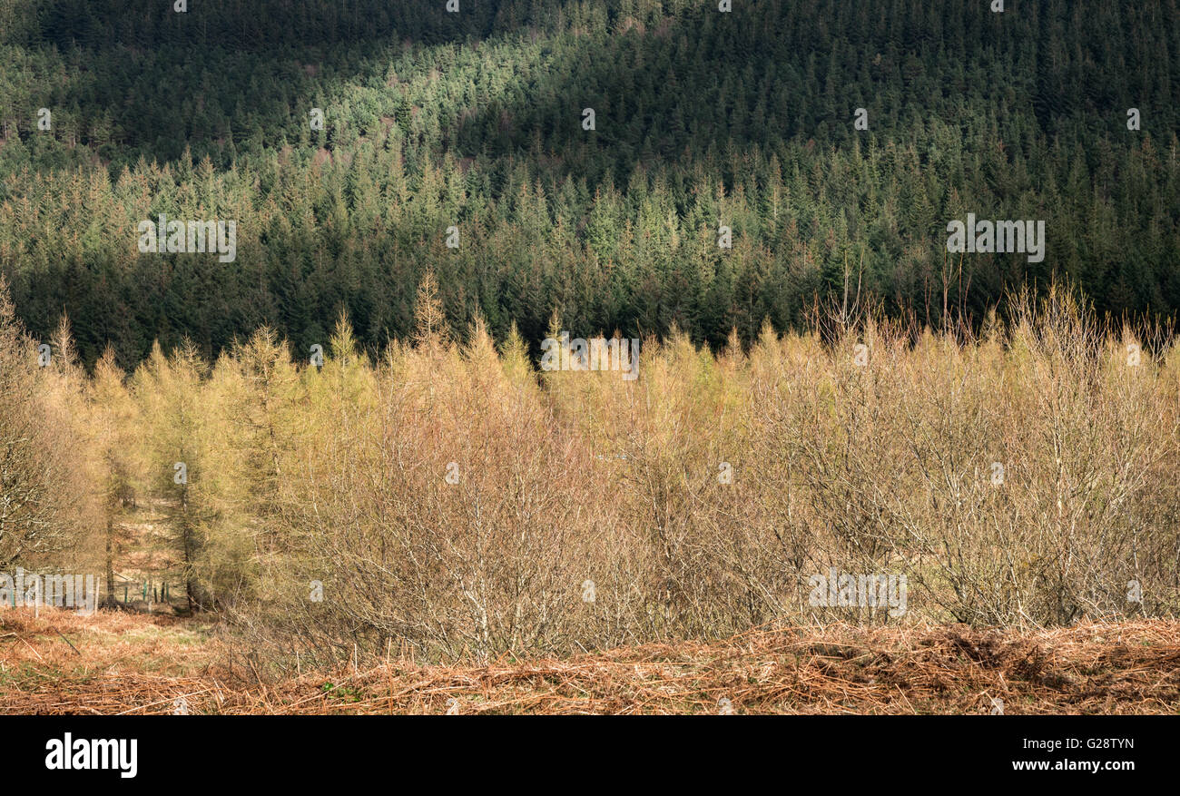 En un bosque de pinos,Irlanda Foto de stock