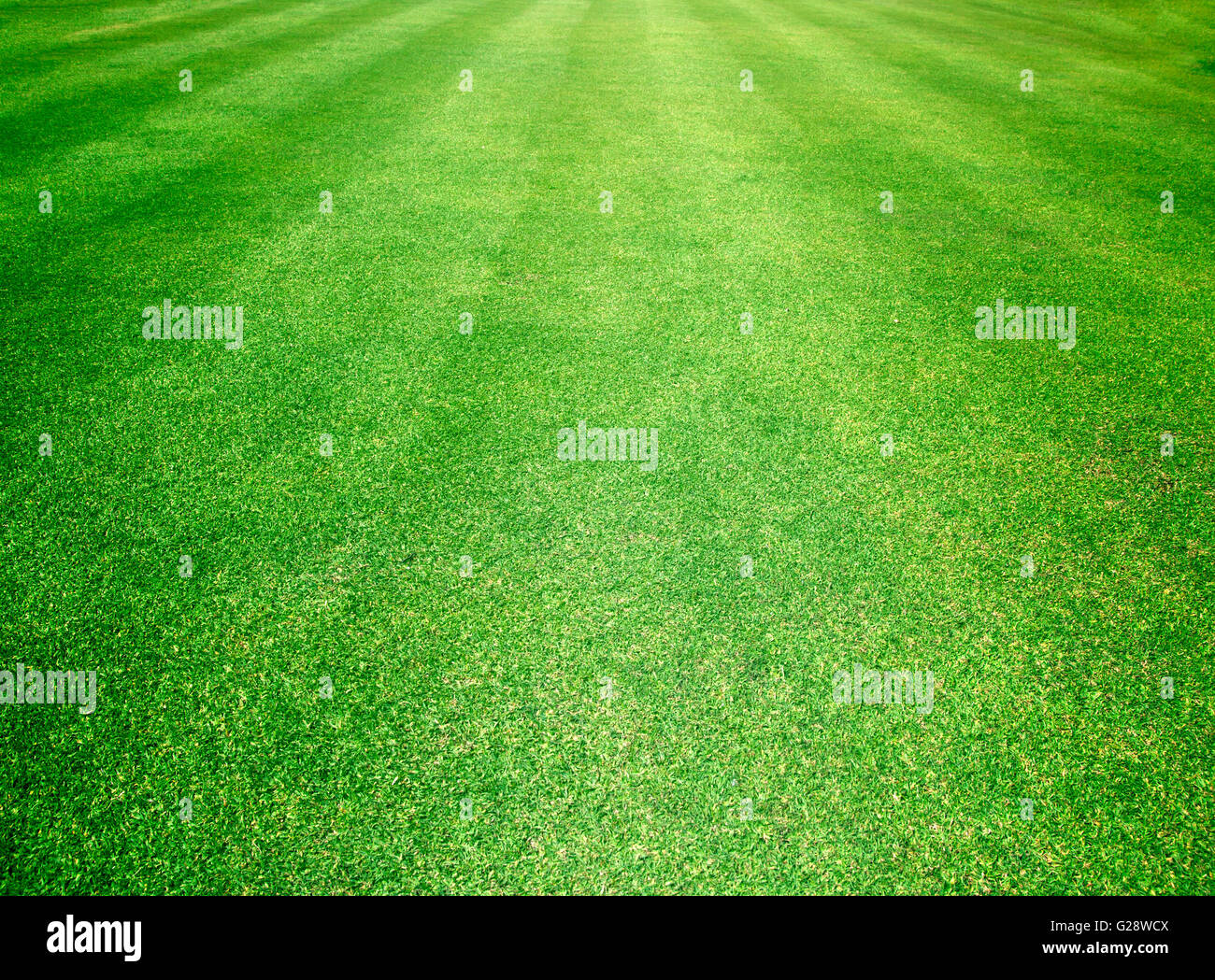 Campos de Golf de césped verde fondo de textura de patrón. Foto de stock