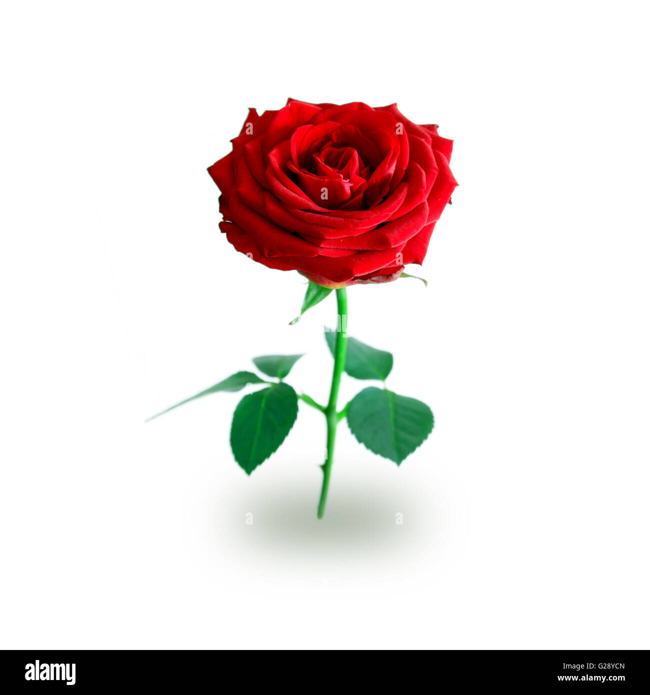 Rose aislado en blanco Foto de stock