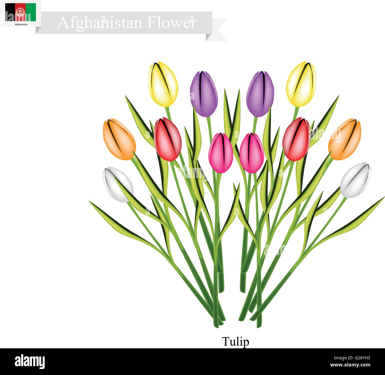 Flor nacional de afganistán fotografías e imágenes de alta resolución -  Alamy