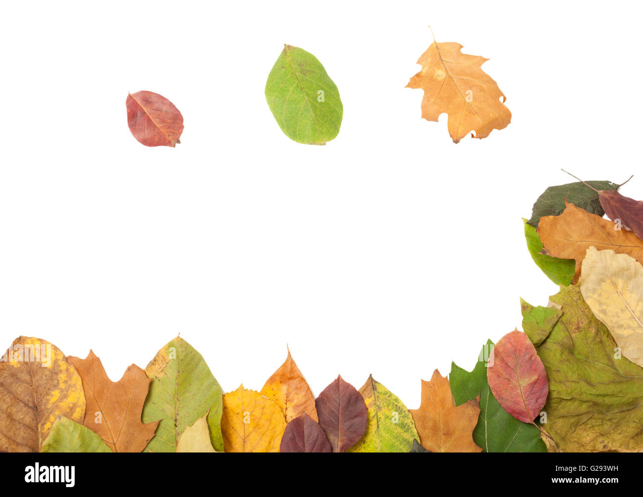 Bastidor de otoño las hojas en blanco el área de texto Foto de stock