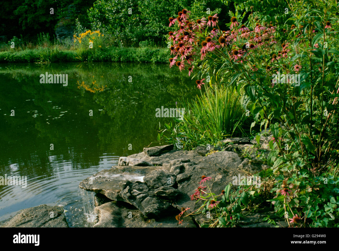 Casa cerca del estanque con cascada de rocas y blooming Coneflowers en patio, Missouri, EE.UU. Foto de stock