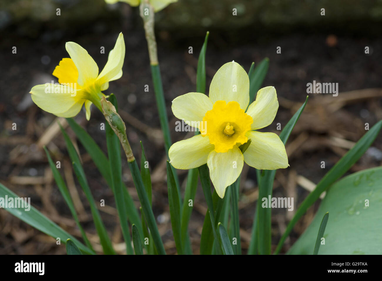 Narciso amarillo flores florecen en el jardín Foto de stock