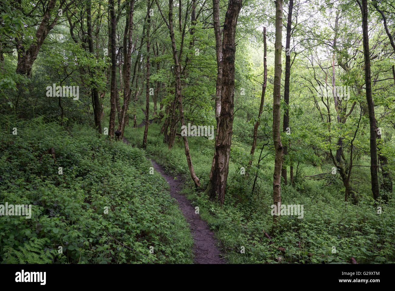 Un bosque inglés a comienzos del verano. Un estrecho sendero entre el