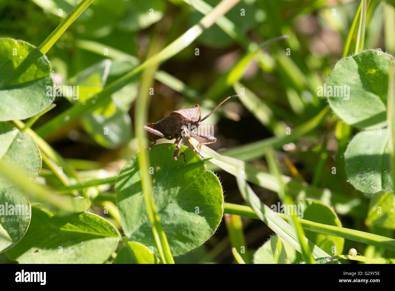 Lederwanze auf einen Blatt im Frühling Leather bug sobre una hoja en primavera Foto de stock
