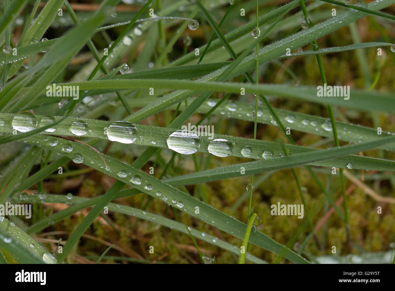 Regentropfen auf Grashalmen Makroaufnahme Lluvia en láminas de césped macro shot Foto de stock