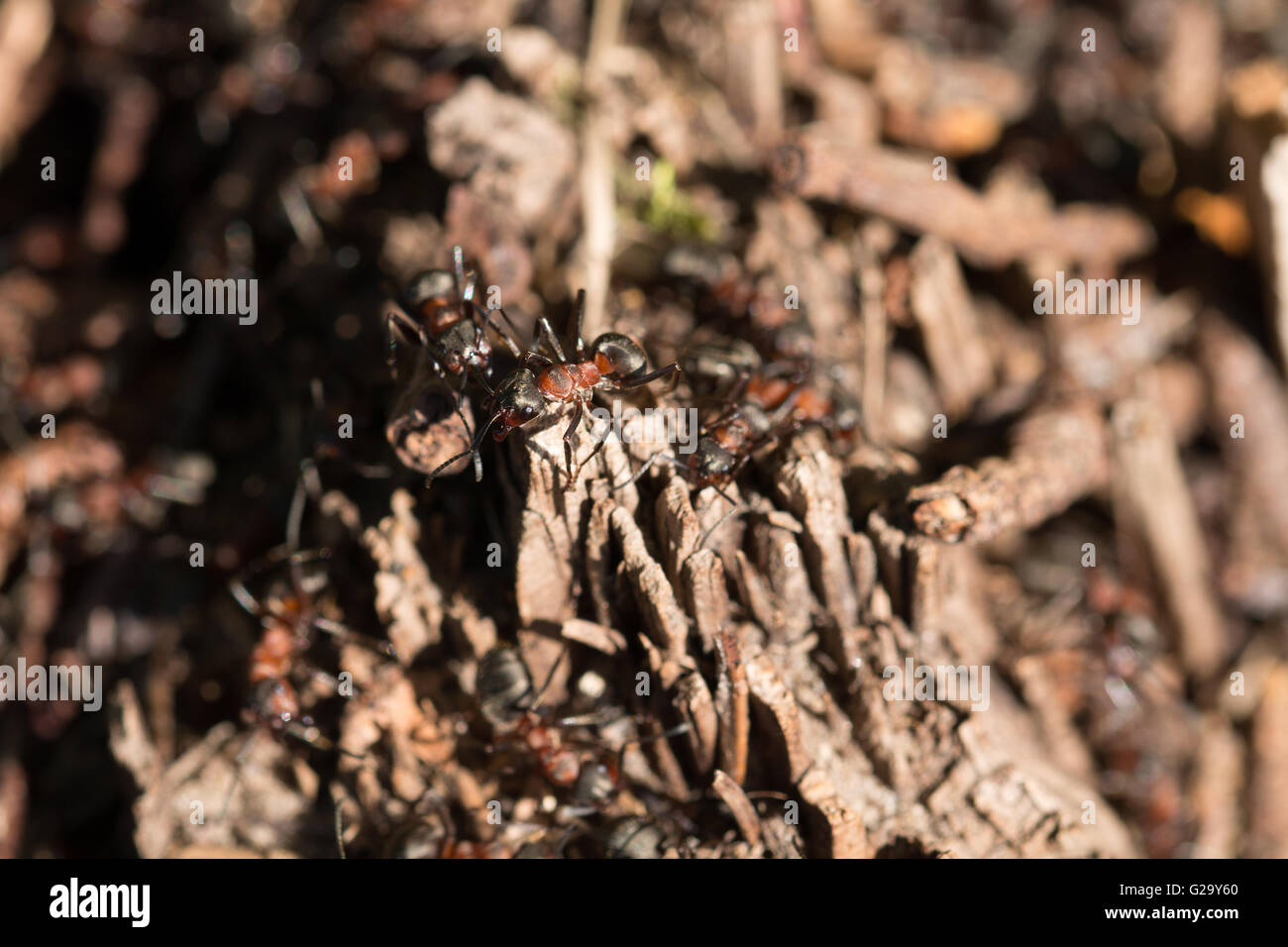 Hormiguero Waldameisen Ameisenhaufen mit con hormigas forestales Foto de stock
