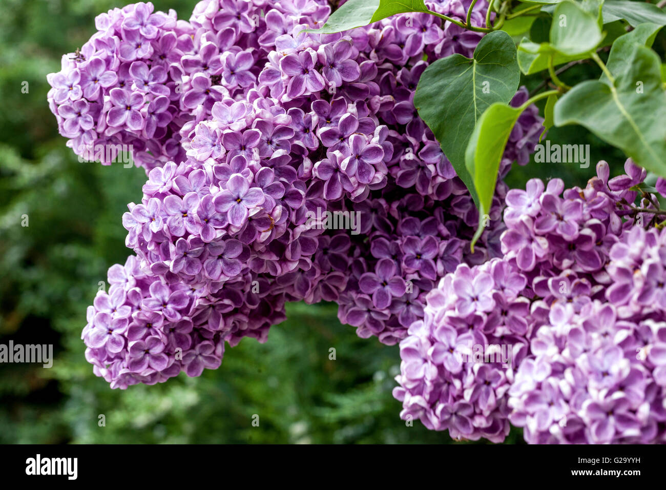 rociar ellos infinito Lilac syringa vulgaris flowers leaves fotografías e imágenes de alta  resolución - Alamy