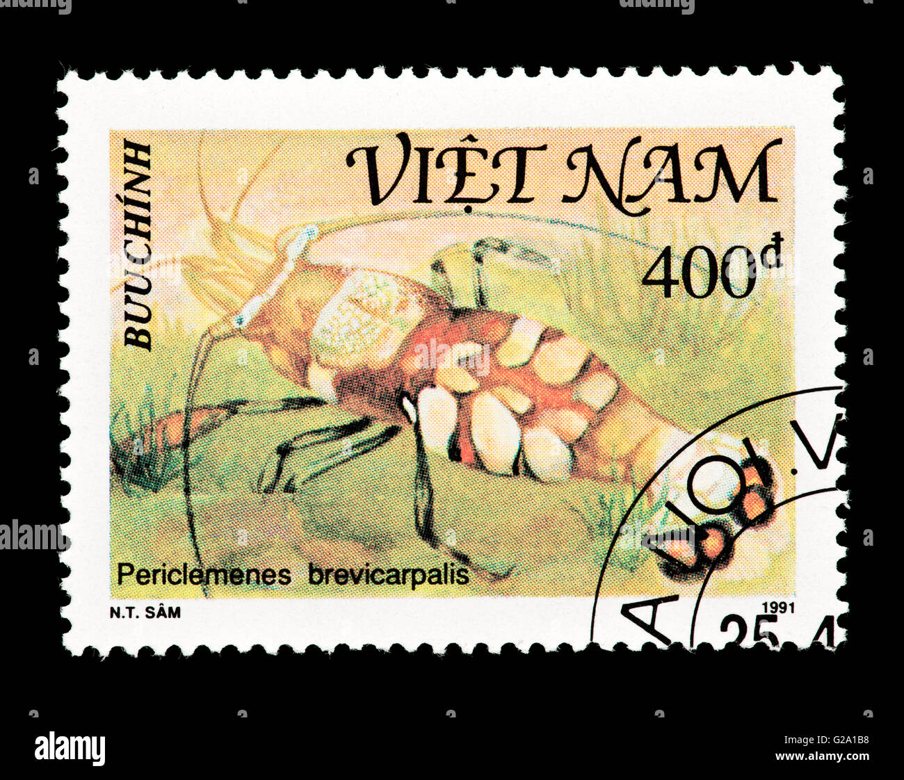 Sello de Vietnam mostrando la Mancha Blanca Camarón anémona (Periclimenes brevicarpalis) Foto de stock