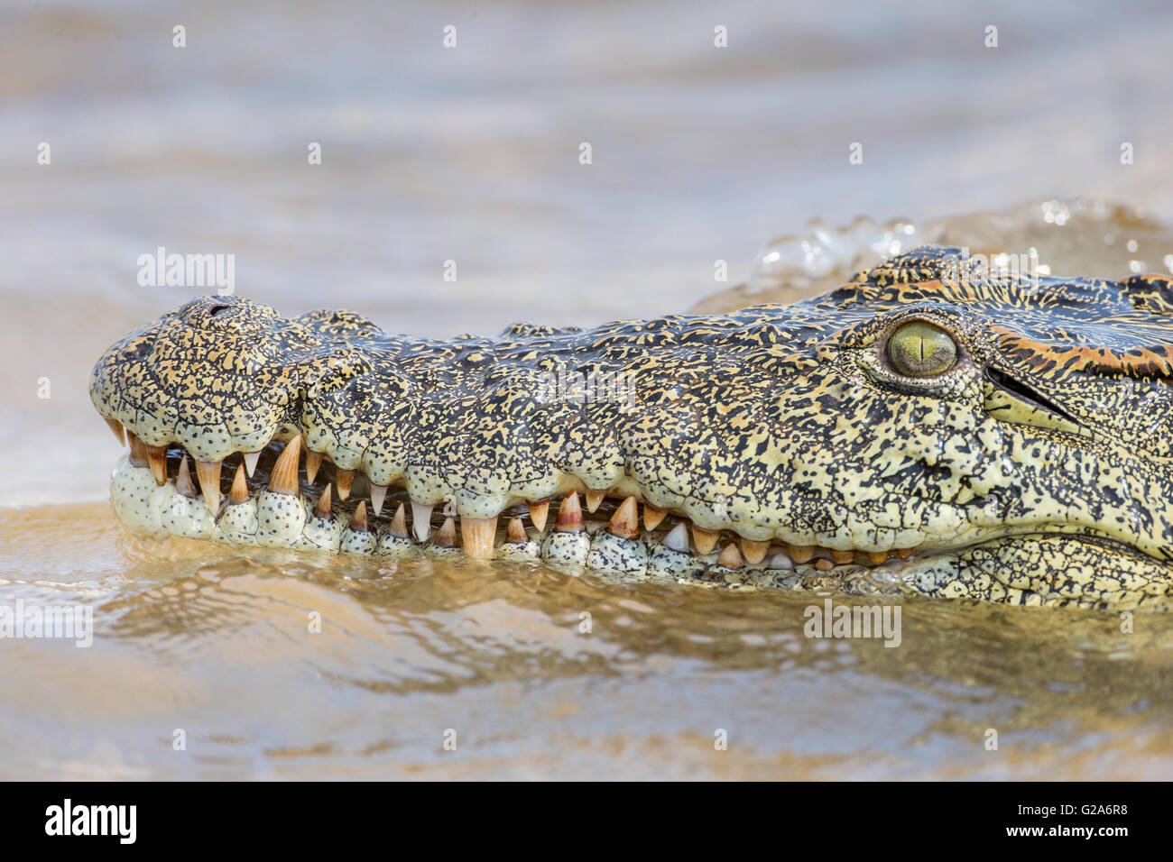 El cocodrilo del Nilo (Crocodylus niloticus), el río Zambeze, en el sur de Zambia Foto de stock