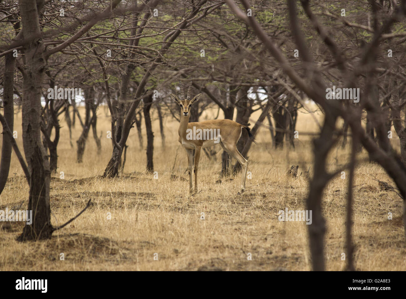 Ciervos chinkara gacela o indios mayureshwar Wildlife Sanctuary, Maharashtra, India Foto de stock