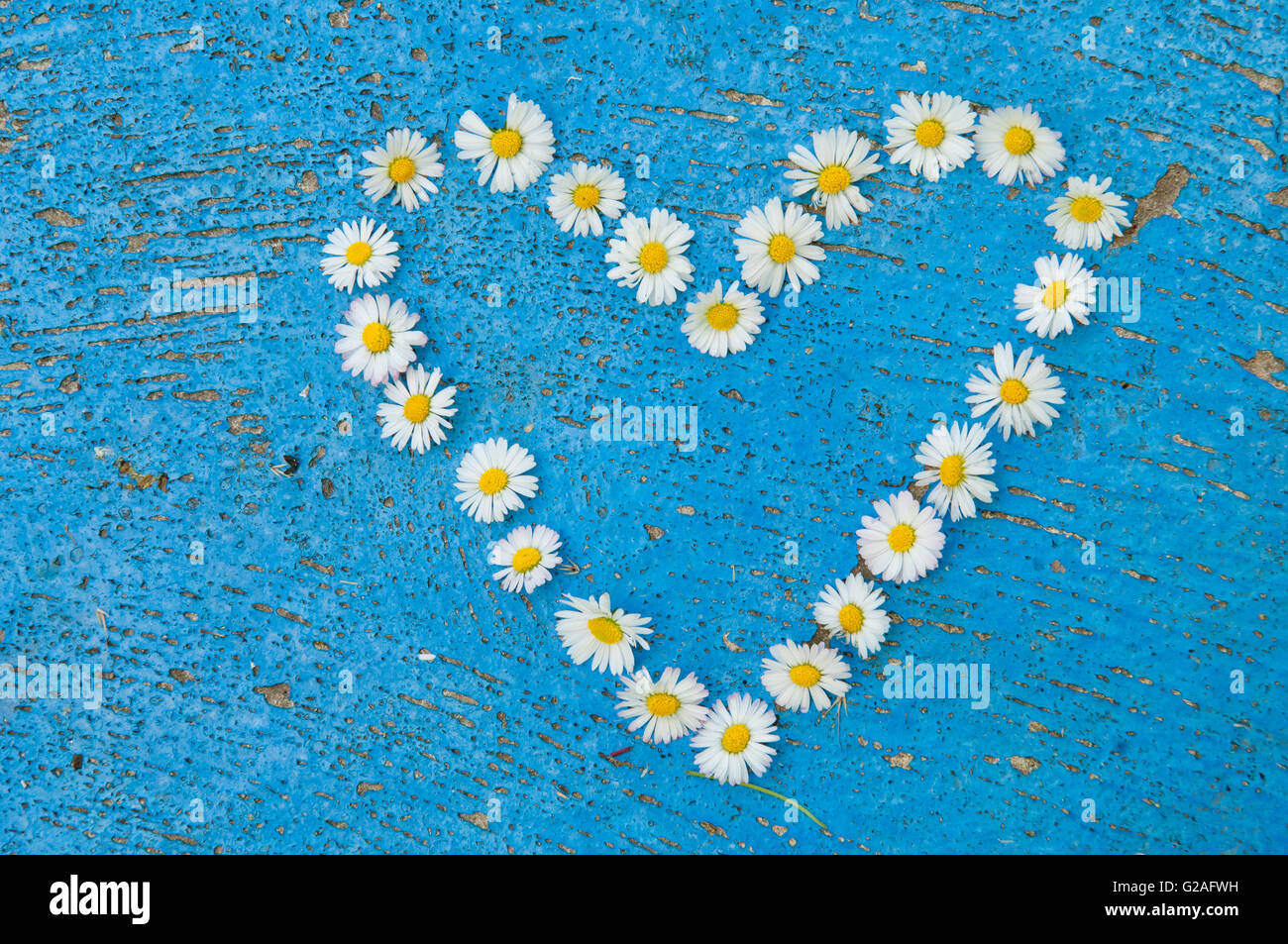 Forma corazón formado de daisy flores sobre una vieja textura fondo color azul turquesa vintage de fondo Foto de stock