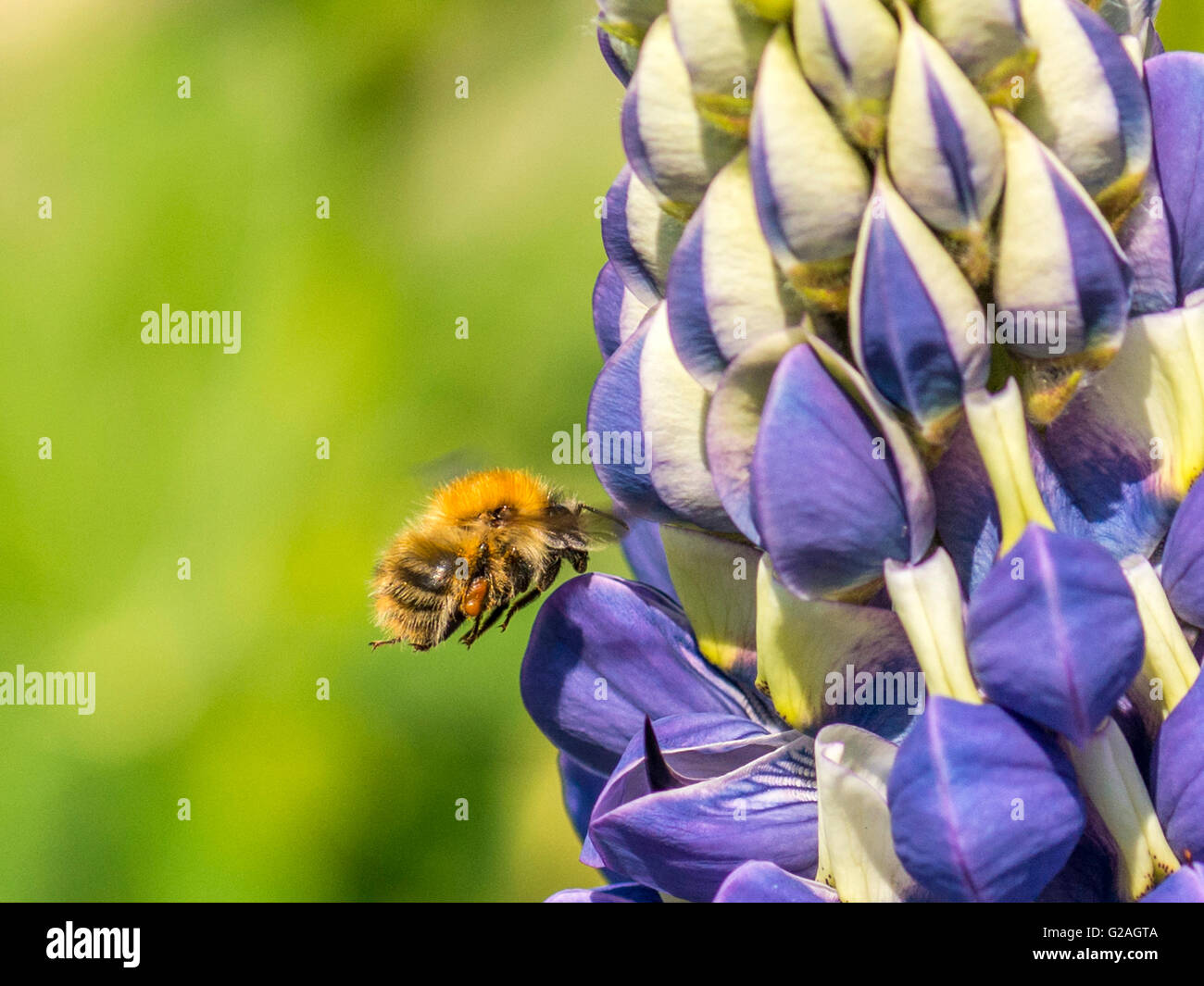 Polinizador de primavera, abejorro (Bombus) recogiendo el néctar de las vivid blue spike racimos como las yemas de la planta de altramuz jardín. Foto de stock