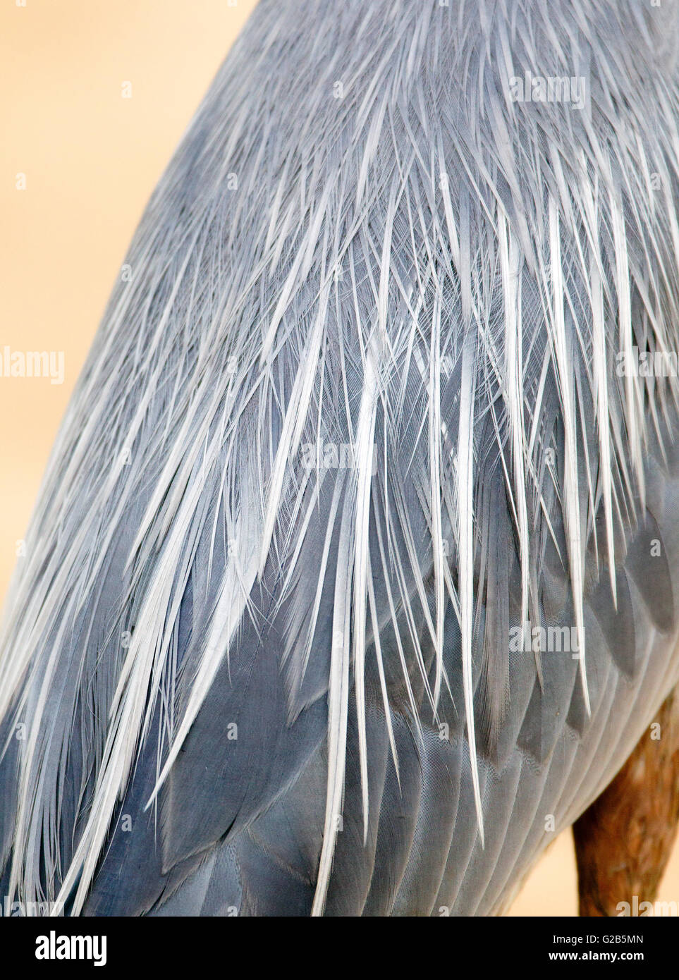 Great Blue Heron Detalle de plumas Foto de stock
