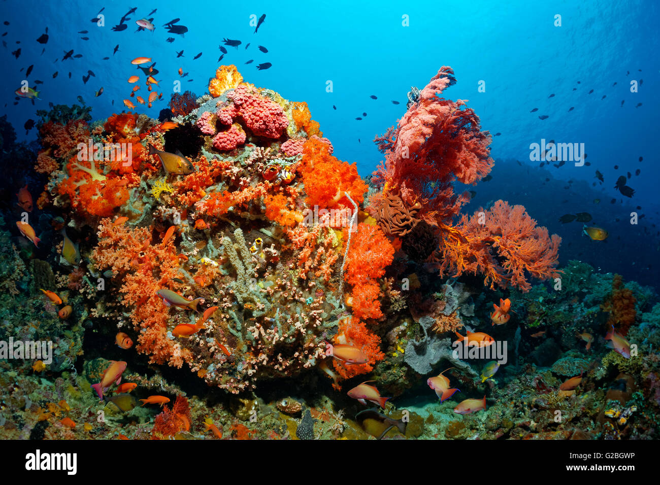 Colonia de corales, peces, invertebrados, corales duros, corales blandos, gorgonias, esponjas, ascidia, la Gran Barrera de Coral, Queensland Foto de stock