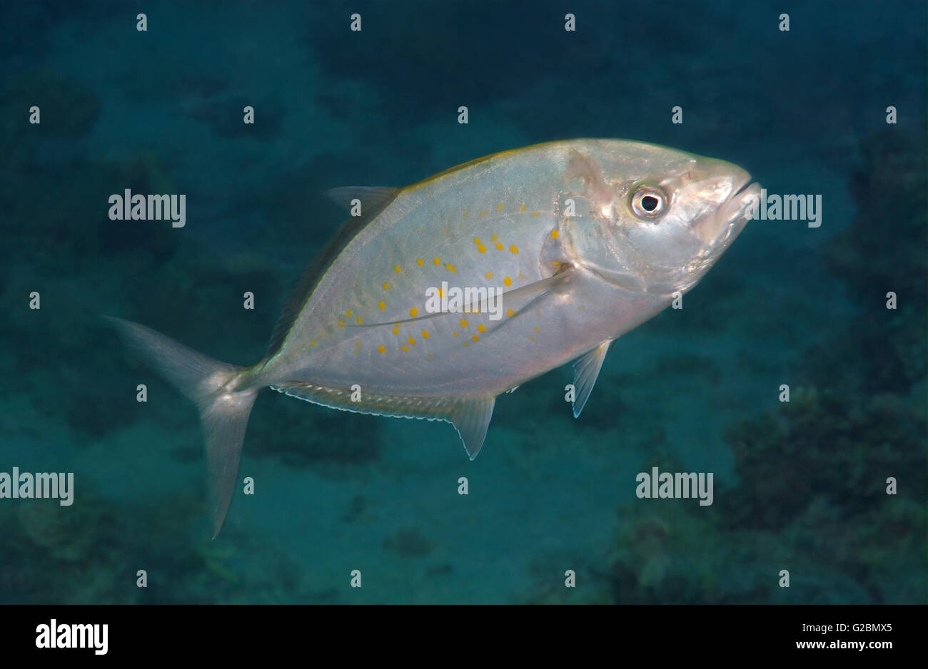 Yellowspotted Yellowspotted trevally, jack, oro oscuro-spotted trevally, carite, goldspotted yellowspotted trevally, Yellowjack Foto de stock