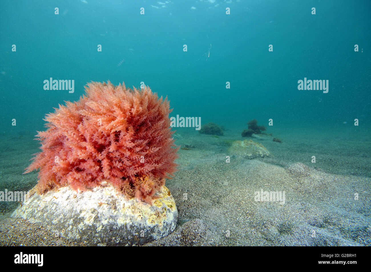 Bush de alga roja bajo el agua Foto de stock