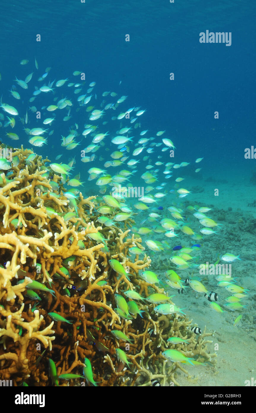 Escuela de peces de coral bush Foto de stock