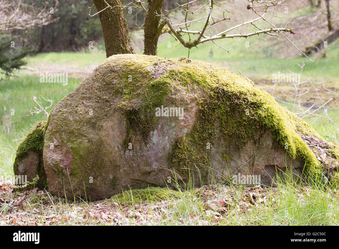 Großer Stein Moos bewachsen mit einem Waldrand una piedra grande cubierto de musgo de un borde de bosque Foto de stock