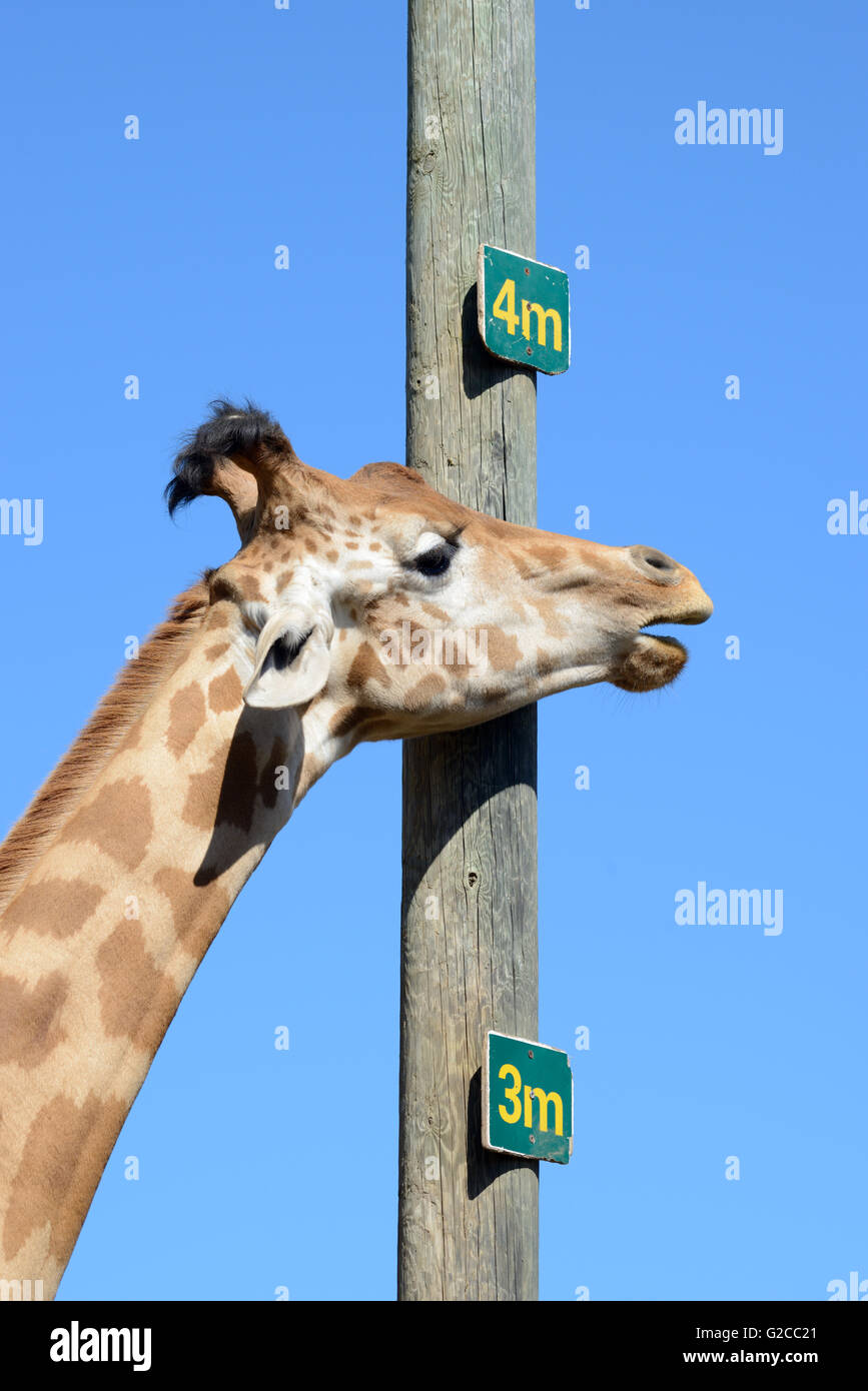 Cuello y palo de medida mostrando la altura de una jirafa reticulada o somalí (Jirafa Giraffa camelopardalis reticulata) Foto de stock