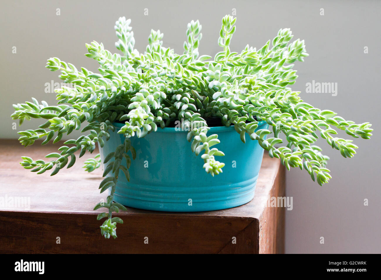 Sedum morganianum (Burro's Tail, Donkey's Tail, cola de cordero, la cola de caballo) - Mundial de plantas suculentas nativas de México Foto de stock