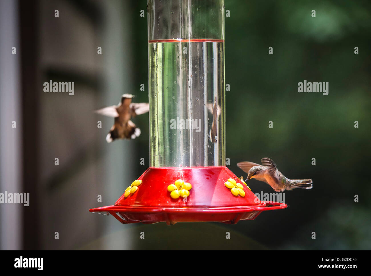 Dos colibríes en el alimentador Foto de stock