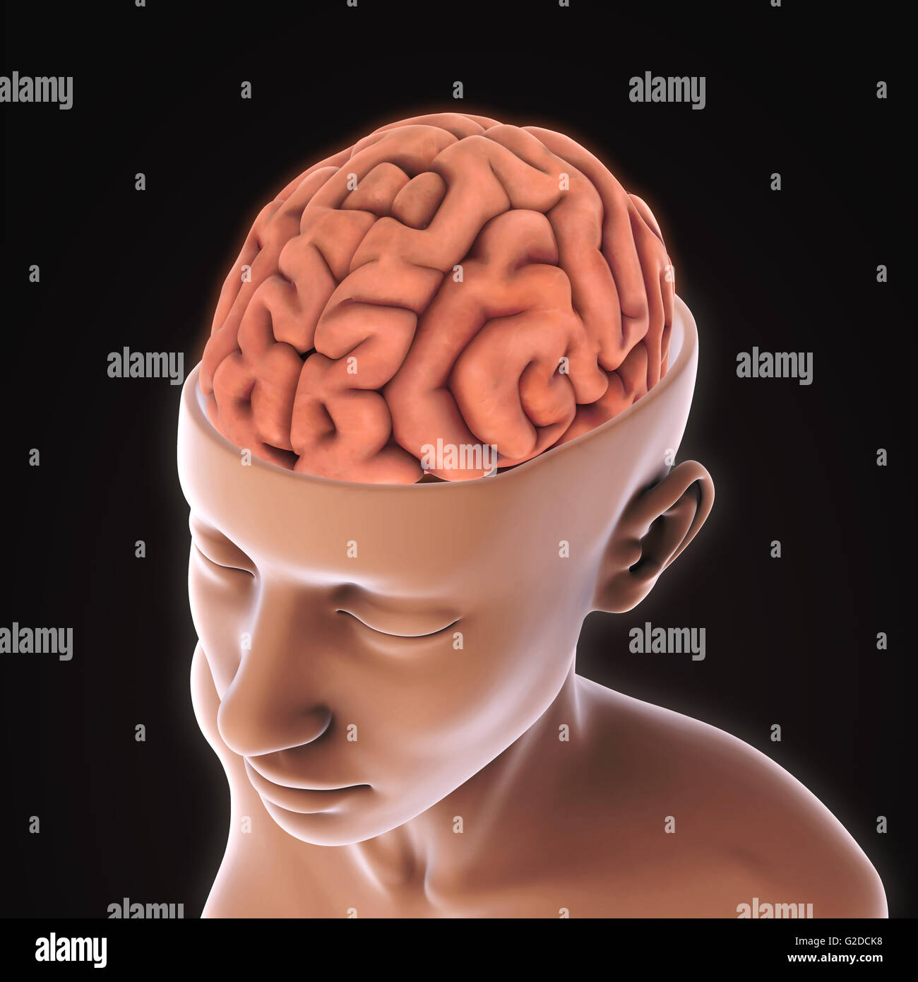 Anatomía Del Cerebro Humano Fotografías E Imágenes De Alta Resolución