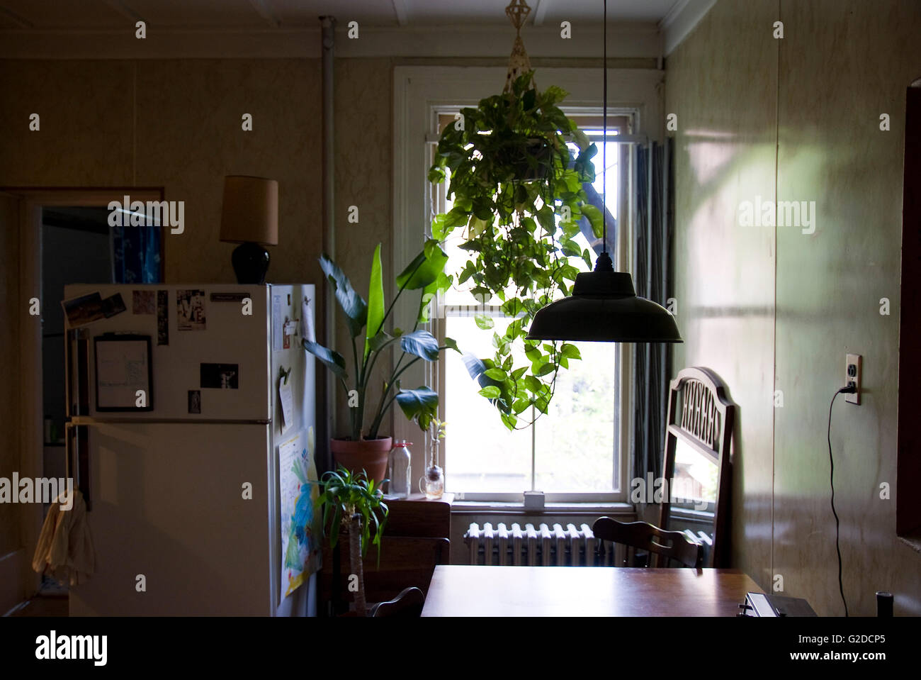 Pericia Chirrido Malversar Cocina con frigorífico, junto a una gran ventana y plantas colgantes  Fotografía de stock - Alamy