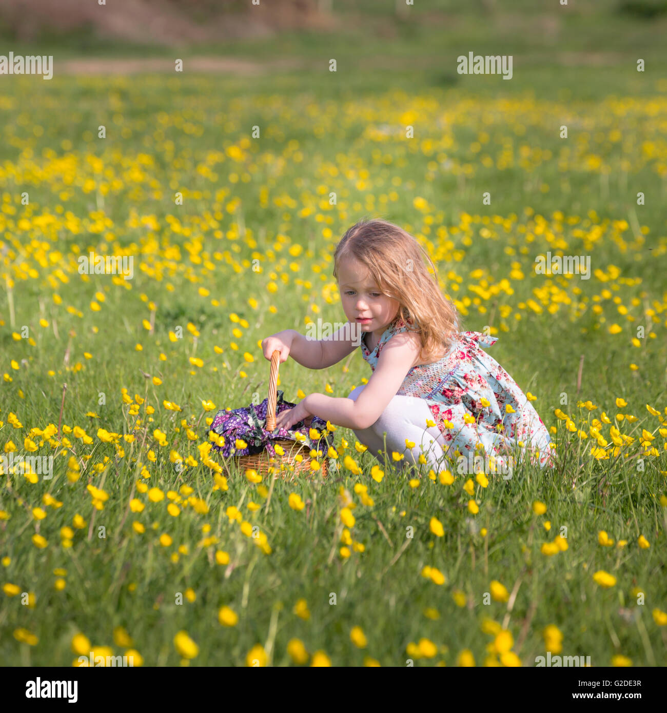 Una niña de 3 años de edad está recogiendo flores amarillas en una cesta Foto de stock
