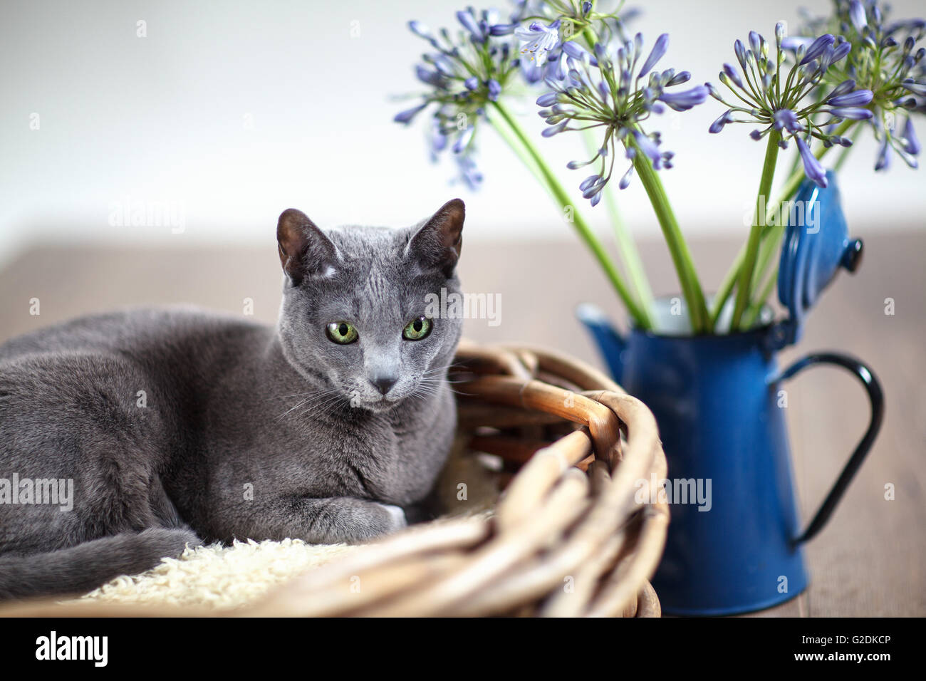 Russisch Blau Rassekatze entspannt en mit Weidenkorb Blumen Foto de stock