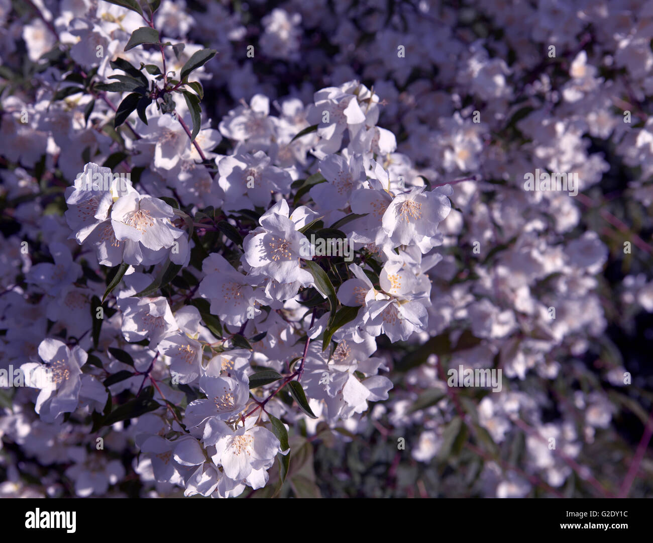Closeup, macro de flores de jazmín en un arbusto. Hedge y árboles en el  fondo. En el verano. Azul, color violeta Fotografía de stock - Alamy